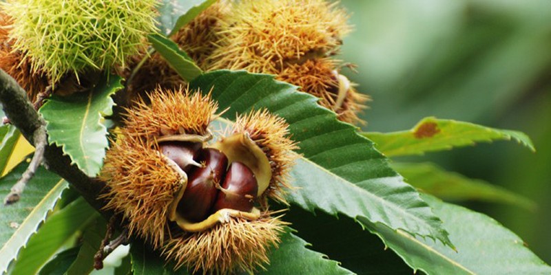 chestnuts Rotella