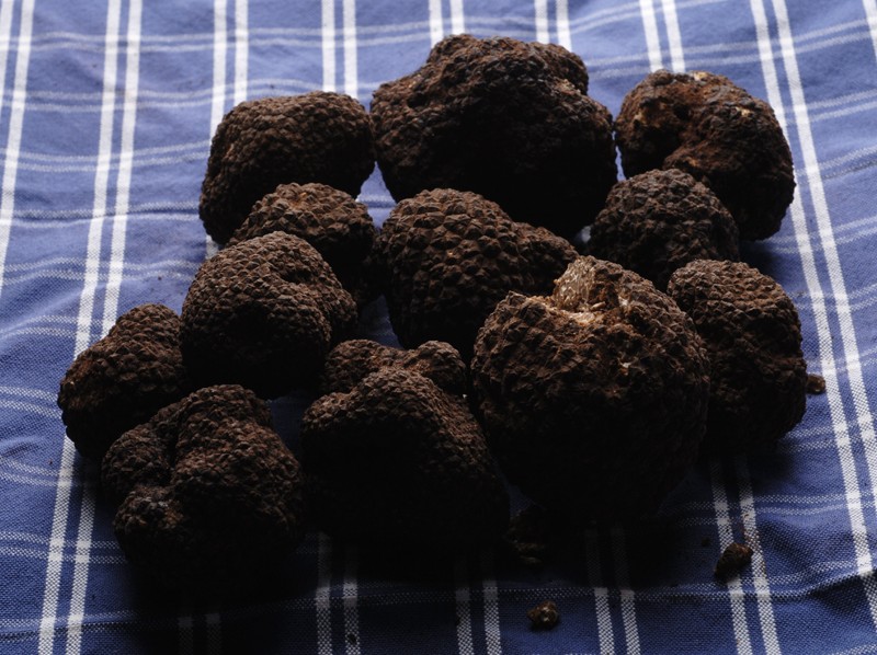 truffles force