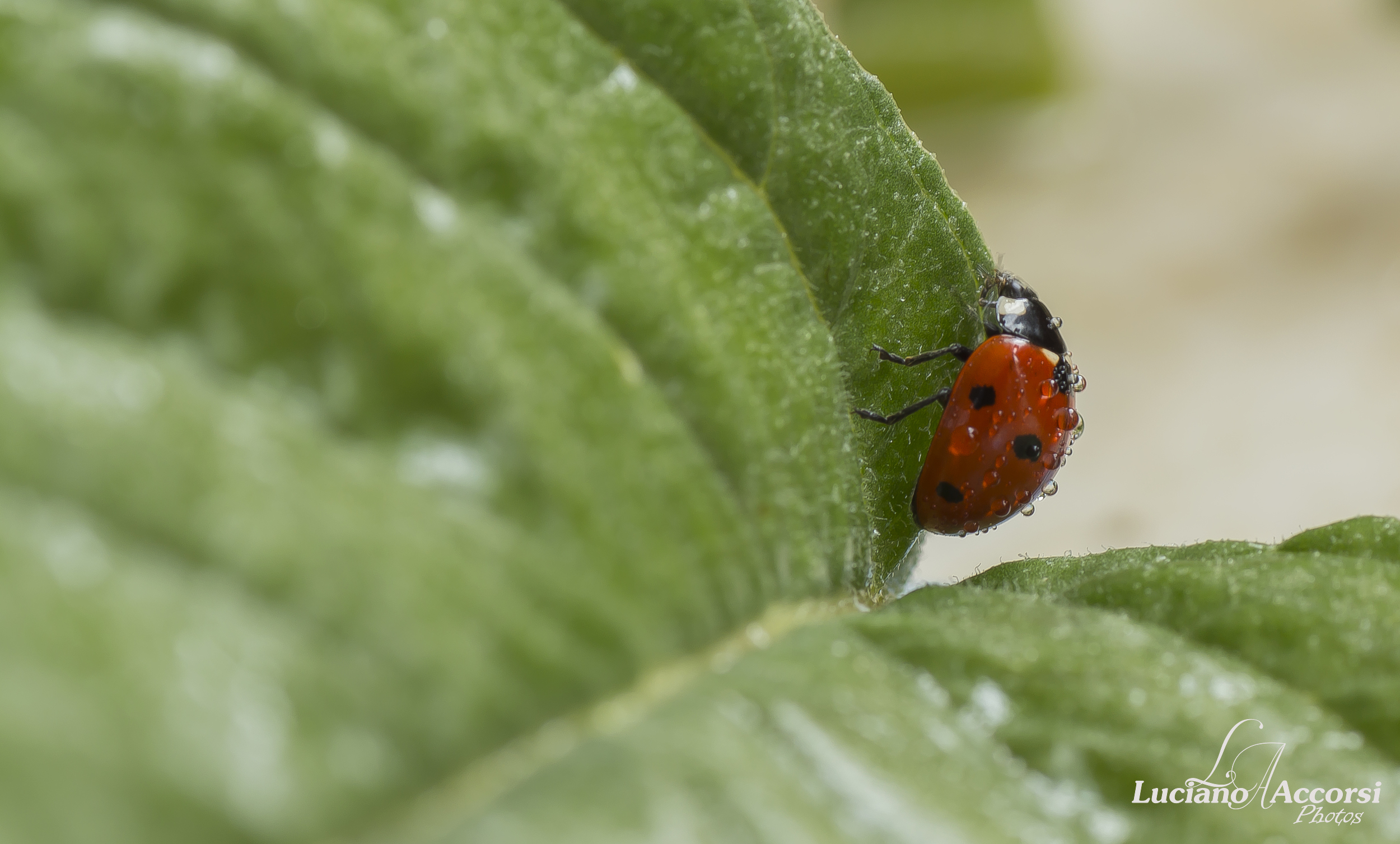 Coccinella Forcese
